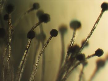 El hongo 'Aspergillus sp.', aislado de superficies metálicas corroídas. Imagen: INBIOTEC