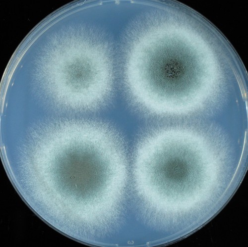 El hongo Aspergillus en una placa de ensayo de laboratorio. Foto: José Antonio Calera.