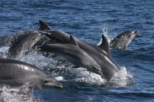 Delfines. Foto: F. Descubre.