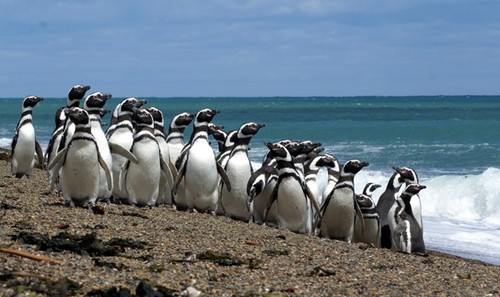 Pingüinos de Magallanes/Marcelo Bertellotti.