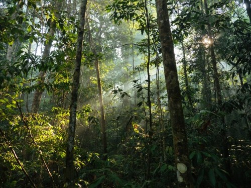 Amazonas./Adam Ronan, Rede Amazônia Sustentável.