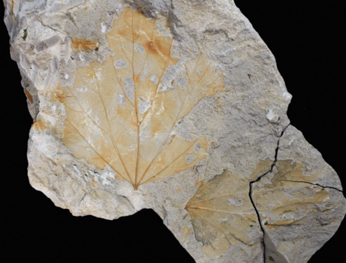  Hojas fósiles de la colección utilizada para este estudio/Monica Carvalho
