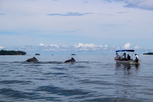 De acuerdo con las regulaciones de observación de ballenas de Panamá, los turistas no deben estar a menos de 250 metros de una ballena/Héctor Guzmán.