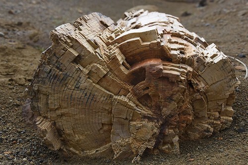 Tronco de árbol fósil.