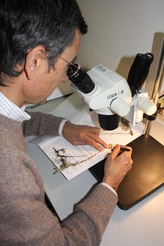 Análisis al microscopio de uno de los ejemplares del Herbario de la Plataforma Nucleus.