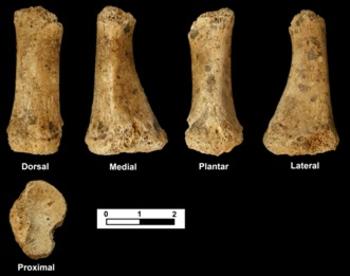 Metatarsiano encontrado, que corresponde al dedo pulgar del pie izquierdo de un adulto neandertal. Imagen: Jesús F. Jordá.