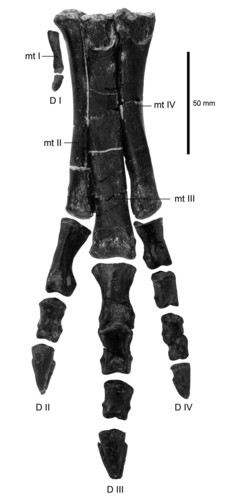 Eousdryosaurus aún conservaba un diminuto pulgar en el pie. FOTO: UNED.