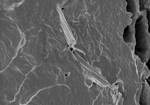 Los geles elaborados a nivel experimental tienen nanohilos que mejoran la capacidad de los apósitos para evitar infecciones y permitir que la piel respire durante su recuperación.  Créditos: Gentileza de la Dra. Jimena González.