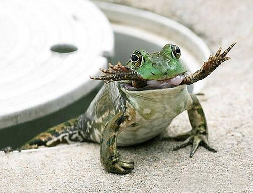 La rana toro es un fuerte depredador de insectos y vertebrados pequeños. Foto Karen Bacon.
