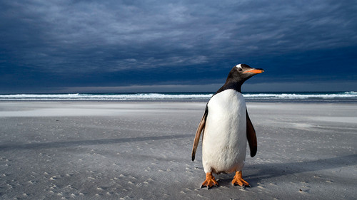 Pingüino Gentoo. Foto: Pablo García Borboroglú