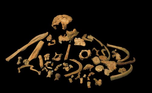 Restos fósiles de Homo antecessor/José Mª Bermúdez de Castro.