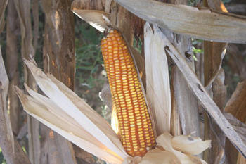 Variedad de maíz denominada INIAP-182 Almendral. Foto: INIAP.