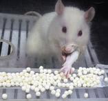 Una rata seleccionada para un experimento saca la pata para acceder a la comida. Foto: Margarita Heredia. 