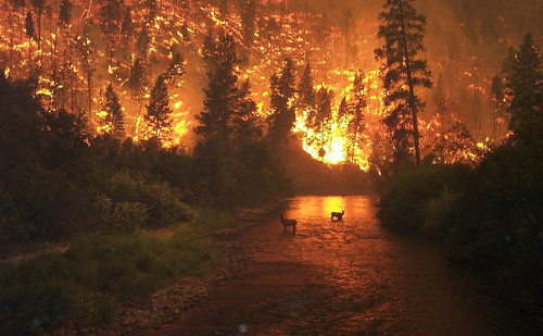 Incendio en un bosque. Foto: UGR.