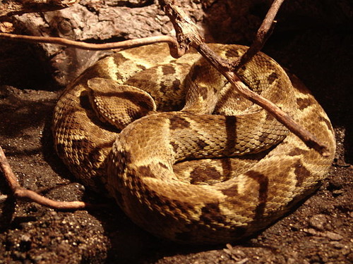 Bothrops atrox o serpiente jergón, en el Serpentario de Wilmington/Danleo