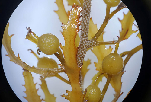 El Cimar de la UCR identificó el arribo a las playas del Caribe costarricenses de dos especies de sargazo, una de ellas denominada Sargassum natans I/CIMAR