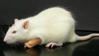 Los investigadores impiden que la rata utilice una de sus patas para forzarle a usar la otra. Foto: Margarita Heredia.