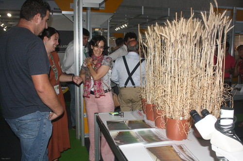 Rosa Morcuende muestra la investigación sobre variedades de trigo.