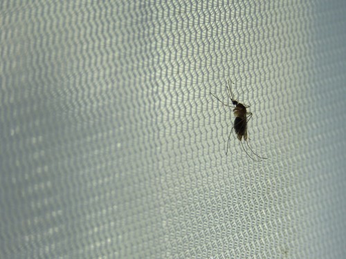Mosquitos. Foto: CSIC.