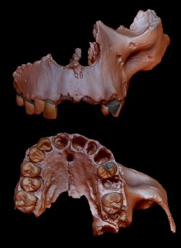 Reconstrucción digital de ATD6-69 de la colección de Homo antecessor/ Laura Martín-Francés.