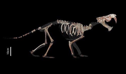 Esquema del esqueleto de Anachlysictis gracilis con los nuevos restos hallados. Fotografías y diseño: Daniella Carvalho y Aldo Benites-Palomino.