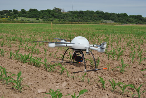 Dron en un campo de maíz. Foto: CSIC.