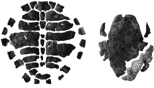 Fotografías del caparazón dorsal y ventral de la nueva tortuga. Imagen: UCM.