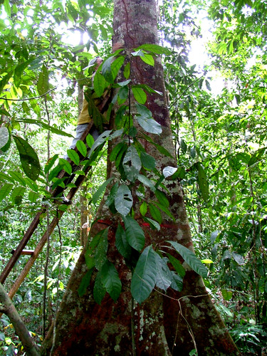 Árbol del Amazonas. FOTO: IVIC.