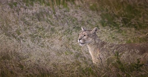 Puma en el Parque Nacional Torres del Paine. Foto: Pablo Miranda, 