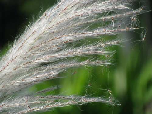 Debido a que sus diminutas semillas vuelan el viento, la paja canalera invade fácilmente los claros y se extiende para formar rodales impenetrables/Kristin Saltonstall.