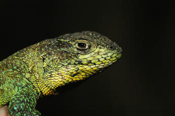 Algunas especies de lagartos, como este del género 'Liolaemus' de Bolivia, podrían extinguirse antes de recibir su nombre científico. (Foto: Ignacio De la Riva) 