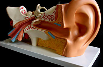 Reproducción del oído humano (Foto: MEC)