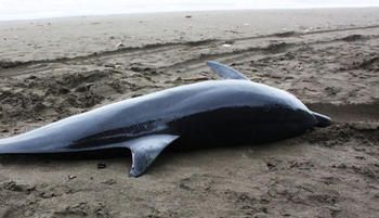 La brucelosis es una causa probable del encallamiento de los delfines debido a desorientación neurológica. Foto: G.I.