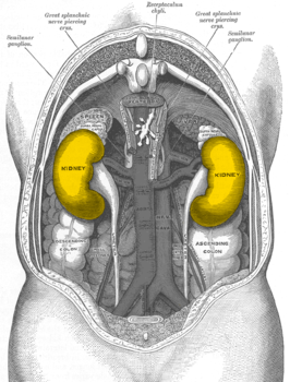 Visión dorsal de los riñones.