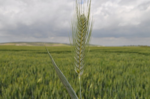 Tritordeum, cereal híbrido de trigo duro y cebada silvestre. Foto: Agrasys.