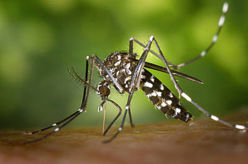 Mosquito vector del Chikungunya/UN