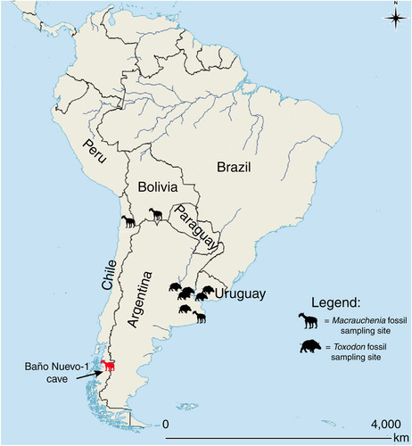 Mapa de lugares donde se han encontrado muestras de fósiles, en rojo las del sur de Chile incluidas en el estudio/Westbury et al. Nature Communications