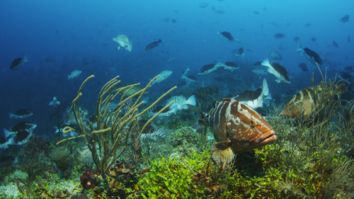 Mero de Nassau, el emblemático pez de arrecife que habita el Caribe/