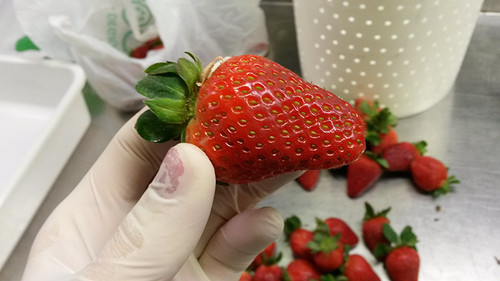 Investigadores buscan aumentar los beneficios terapéuticos de las frutillas o fresas.