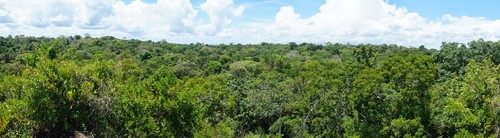 Bosque tropical en Venezuela/Luis Gamez