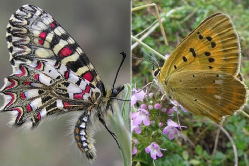 Dos especies de mariposas estudiadas, Zerynthia rumina (izquierda) y Lycaena virgaureae (derecha)
