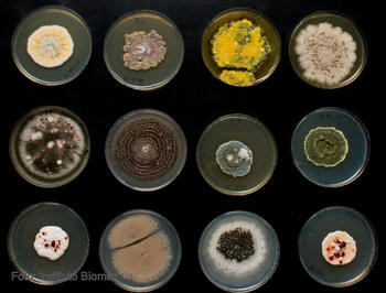 Microorganismos marinos. Foto: Instituto Biomar