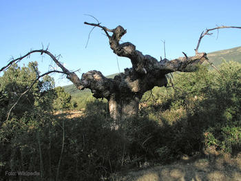 Rebollo o roble español ('Quercus pyrenaica'), en Prádena de la Sierra (Segovia).