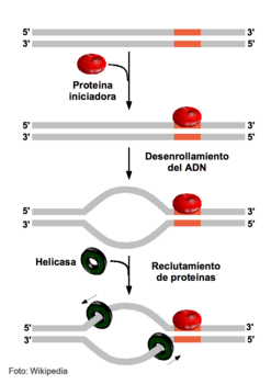 Acción de una proteína iniciadora de la replicación del ADN.