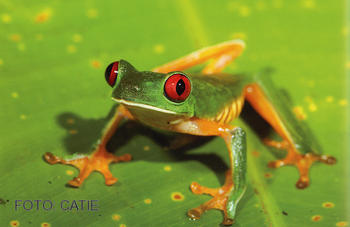 Una de las fotografías que componen la muestra sobre biodiversidad en Costa Rica.