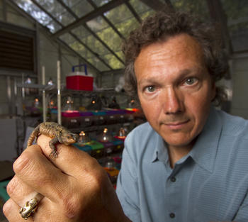 Barry Sinervo, de la Universidad de California en Santa Cruz y autor principal del estudio, sostiene una hembra en estado de gestación de la especie 'Sceloporus grammicus'. (Foto: Jim MacKenzie/UCSC)