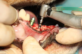 Colocación de implantes y KeraOs en un perro.