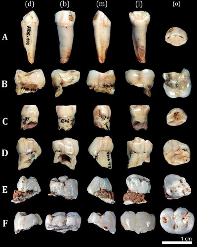 Muestra de dientes de leche de Homo antecessor lcalizados en el nivel TD6 del yacimiento de Gran Dolina en la Sierra de Atapuerca (Burgos)/Cenieh