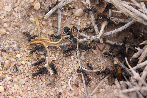 Hormigas cortadoras de hojas, una de las principales plagas de cultivos y bosques.
