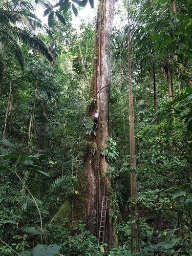 Selva tropical del Chocó (Colombia).